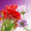 Fresh red tulips on abstract spring nature background Royalty Free Stock Photo