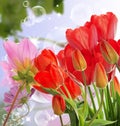 fresh red tulips on abstract spring nature background Royalty Free Stock Photo