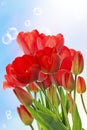 fresh red tulips on abstract spring nature background Royalty Free Stock Photo