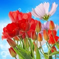 fresh red tulips on abstract spring nature background Royalty Free Stock Photo