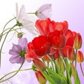 fresh red tulips on abstract spring nature background Royalty Free Stock Photo