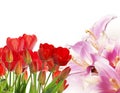 fresh red tulips on abstract spring nature background Royalty Free Stock Photo