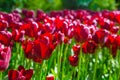 Fresh red tulips on the flowerbed close-up Royalty Free Stock Photo