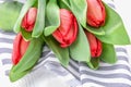 Fresh red tulips flowers on a white gray striped background Royalty Free Stock Photo