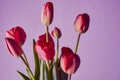 Fresh red tulips for the holiday