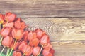 Fresh red tulips on a wood textured background Royalty Free Stock Photo