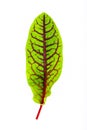Fresh red veined sorrel leaves isolated on the white background