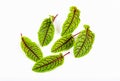 Fresh red veined sorrel leaves isolated on the white background Royalty Free Stock Photo