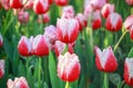 fresh red and white tulip garden for pattern and background Royalty Free Stock Photo