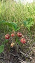 Fresh red wild strawberry growing in field in grass Royalty Free Stock Photo