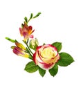 Fresh red and yellow freesia flowers and rose in floral arrangement Royalty Free Stock Photo