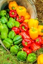 Fresh red, yellow and green organic bell peppers in a basket Royalty Free Stock Photo