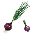 Fresh red young onion bulbs with green sprouts, food ingredient, isolated, close-up, hand drawn watercolor illustration Royalty Free Stock Photo