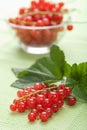 Fresh redcurrant