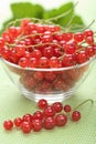 Fresh redcurrant