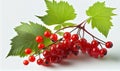 Fresh Redcurrant Berry Fruit on White Background AI Generative