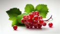 Fresh Redcurrant Berry Fruit on White Background AI Generative