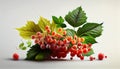 Fresh Redcurrant Berry Fruit on White Background AI Generative