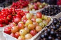 Fresh redcurrant, blackcurrant and gooseberries in paper trays a