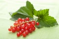 Fresh redcurrant