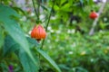 Flowering maple, Chinese bellflower or Chinese lantern, bell-shaped flower blooming on the shrub, green background