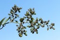 Fresh reddish green berries of Mediterranean smilax vine Royalty Free Stock Photo