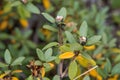 Fresh Rhododendron Adamsii. Sagan-Dale, Sagaan Dali, White Wing, Shandala. Medical tea growing in mountains of Siberia