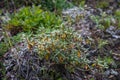 Fresh Rhododendron Adamsii. Sagan-Dale, Sagaan Dali, White Wing, Shandala. Medical tea growing in mountains of Siberia