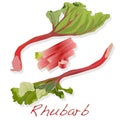 Fresh rhubarb isolated on white