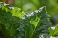 Rhubarb Leaves in Early Spring Uncurling Royalty Free Stock Photo