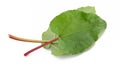 Fresh Rhubarb leaves Royalty Free Stock Photo