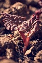 Fresh rhubarb or pieplant plant in the garden, two purple leaves growing up Royalty Free Stock Photo