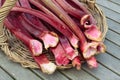 Fresh rhubarb shoots