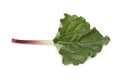 Fresh Rhubarb stalk and leaf