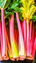 Fresh Rhubarb Stalks. Top view