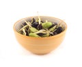 Fresh riang Parkia seeds