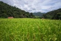Fresh rice fields and orchards near green mountains with mini hut symbol of Asia life style landscape