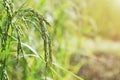 fresh rice paddy in field