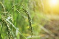 fresh rice paddy in field Royalty Free Stock Photo
