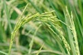 Fresh rice paddy in the rice field