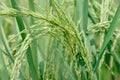 Fresh rice paddy in the rice field Royalty Free Stock Photo
