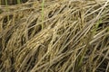 Fresh rice spike and grain in the field waiting for collecting process for rice grain