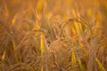 Closeup of rice straw in golden light