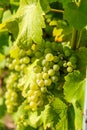 Fresh Riesling white grape bunch hanging from vine in winemaking region Royalty Free Stock Photo