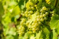 Fresh Riesling white grape bunch hanging from vine in winemaking region Royalty Free Stock Photo