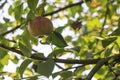 Fresh ripe apple on a tree. apple tree - copy space Royalty Free Stock Photo