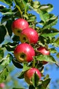 Fresh ripe apples on apple tree branch in the garden Royalty Free Stock Photo