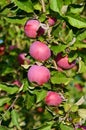 Fresh ripe apples on apple tree branch in the garden Royalty Free Stock Photo