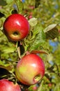 Fresh ripe apples on apple tree branch in the garden Royalty Free Stock Photo