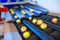 The fresh ripe apples rolling on the modern automatic robotic cl Royalty Free Stock Photo